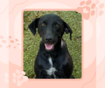 Small Labrador Retriever Mix