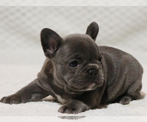 French Bulldog Puppy for sale in NEW YORK, NY, USA