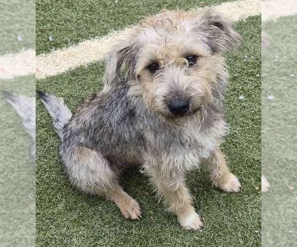 Medium Photo #2 Cairn Terrier-Unknown Mix Puppy For Sale in Carrollton, TX, USA