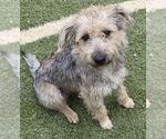 Small #1 Cairn Terrier Mix