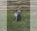 Small Photo #25 French Bulldog Puppy For Sale in SUSSEX, WI, USA