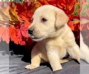Labrador Retriever Puppy for sale in OSYKA, MS, USA