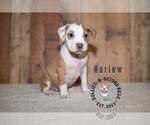 Small #1 Staffordshire Bull Terrier Mix