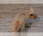 Small #5 French Bulldog