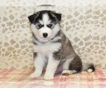 Small Photo #4 Pomsky Puppy For Sale in DENVER, PA, USA