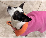 Small #15 Rat Terrier Mix