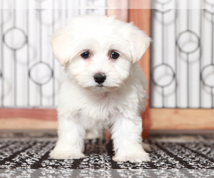 Maltese Puppy for sale in NAPLES, FL, USA