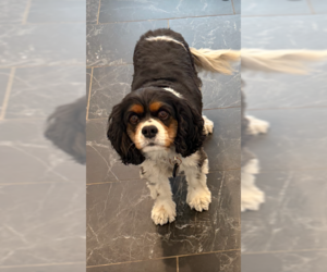 Cavalier King Charles Spaniel Dogs for adoption in MIDWAY, UT, USA