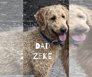 Father of the Goldendoodle puppies born on 03/26/2020