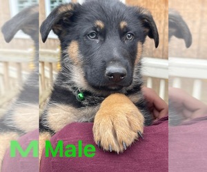 German Shepherd Dog Puppy for sale in OXON HILL, MD, USA