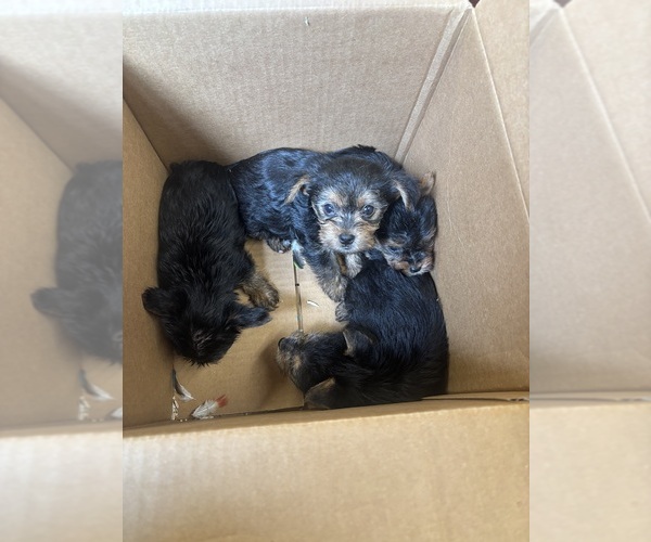 Medium Photo #4 Yorkshire Terrier Puppy For Sale in DENHAM SPRINGS, LA, USA