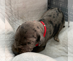 Small Photo #2 Great Dane Puppy For Sale in LEITCHFIELD, KY, USA