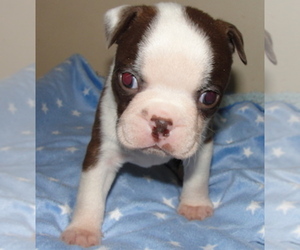 Boston Terrier Puppy for sale in CRKD RVR RNCH, OR, USA