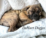 Small Photo #1 Olde English Bulldogge Puppy For Sale in VIOLA, AR, USA