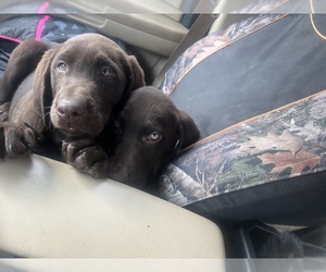 Labrador Retriever Puppy for sale in BREMEN, MN, USA