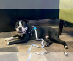 Small Boston Terrier Mix