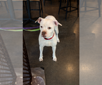 Small #3 Boxer-Mastiff Mix