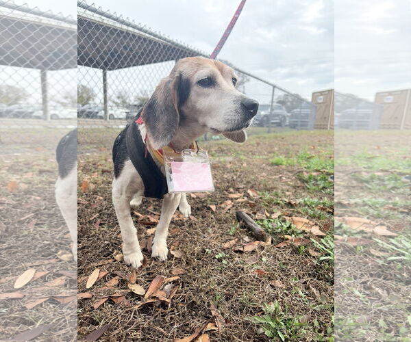 Medium Photo #6 Beagle Puppy For Sale in Tampa, FL, USA