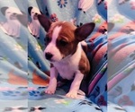 Small #4 Basenji