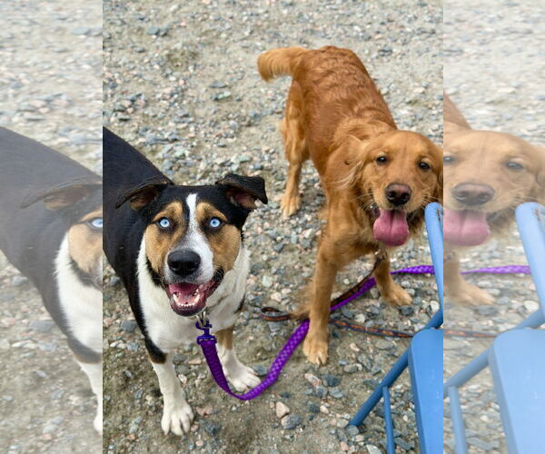 Medium Photo #3 Golden Retriever Puppy For Sale in West Cornwall, CT, USA