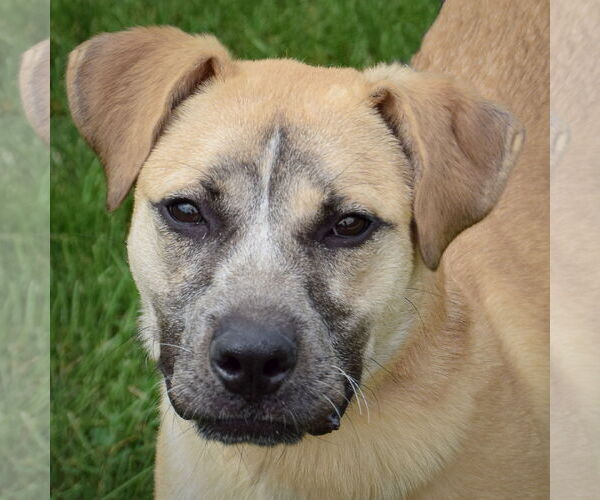 Medium Photo #2 Black Mouth Cur-Unknown Mix Puppy For Sale in Huntley, IL, USA