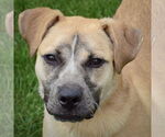Small #1 Black Mouth Cur Mix