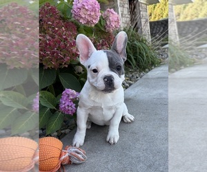 French Bulldog Puppy for sale in MIDDLEBURY, IN, USA