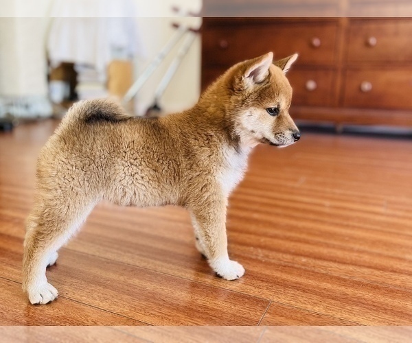 Medium Photo #44 Shiba Inu Puppy For Sale in FREMONT, CA, USA