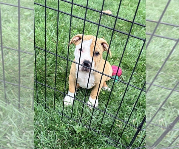Medium Photo #1 American Bulldog Puppy For Sale in OMAHA, NE, USA