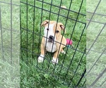 Small American Bulldog