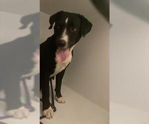 American Pit Bull Terrier Dogs for adoption in Houston, TX, USA