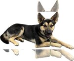 Small Photo #1 German Shepherd Dog Puppy For Sale in Reno, NV, USA