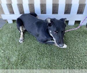 Border Collie-Unknown Mix Dogs for adoption in Modesto, CA, USA