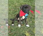 Small #3 Border-Aussie