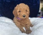 Small #13 Goldendoodle (Miniature)