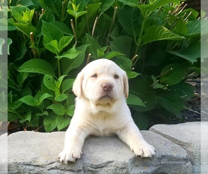 Labrador Retriever Puppy for sale in WARSAW, OH, USA
