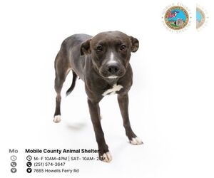 Labrador Retriever-Unknown Mix Dogs for adoption in Mobile, AL, USA