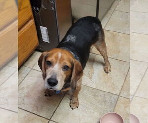 Beagle Dogs for adoption in Las Vegas, NV, USA