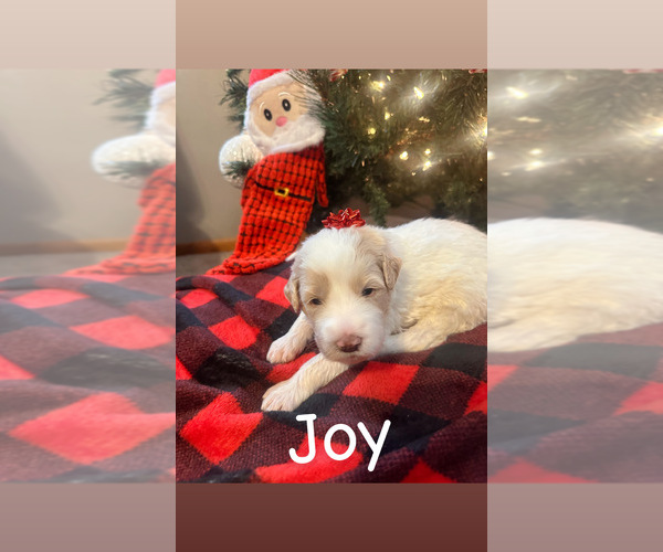 Medium Photo #9 Pyredoodle Puppy For Sale in MINSTER, OH, USA