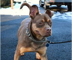Small #2 American Staffordshire Terrier-Bulldog Mix
