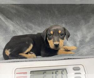 Rottweiler Dogs for adoption in HESPERIA, CA, USA