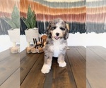 Small #8 Bernedoodle