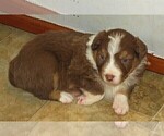 Small Photo #16 Australian Shepherd Puppy For Sale in DRAYTON, SC, USA