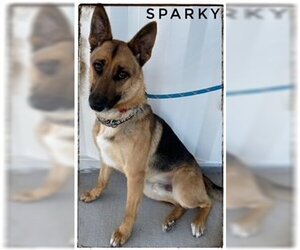 German Shepherd Dog Dogs for adoption in Lathrop, CA, USA