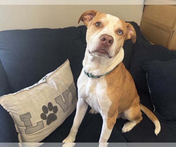 Medium Photo #3 American Pit Bull Terrier-Catahoula Leopard Dog Mix Puppy For Sale in Cookeville, TN, USA