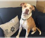 Small #2 American Pit Bull Terrier-Catahoula Leopard Dog Mix