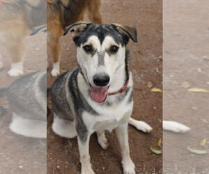 Brandi - Female Siberian Husky-Unknown Mix Dog for Adoption - Photo #5