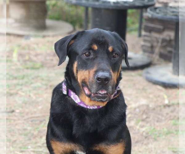 Medium Photo #19 Rottweiler Puppy For Sale in White Hall, AR, USA