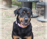 Small #18 Rottweiler