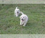 Small Photo #4 Labrador Retriever Puppy For Sale in OZONE, TN, USA